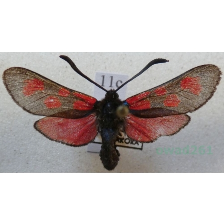 Zygaena trifolii (Esper, 1783) Kraśnik pięcioplamek Czech11c